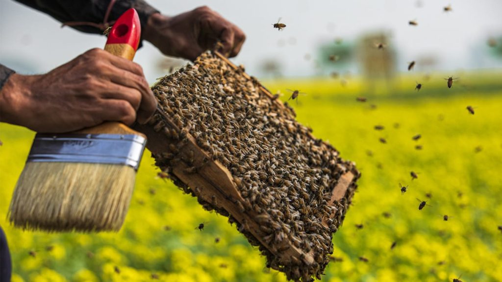 শিবচরে কালোজিরা ও সরিষা ফুলের মধু সংগ্রহে ব্যস্ত মৌ চাষিরা।